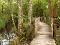 Marais de Lavours